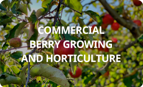 COMMERCIAL BERRY GROWING AND HORTICULTURE
